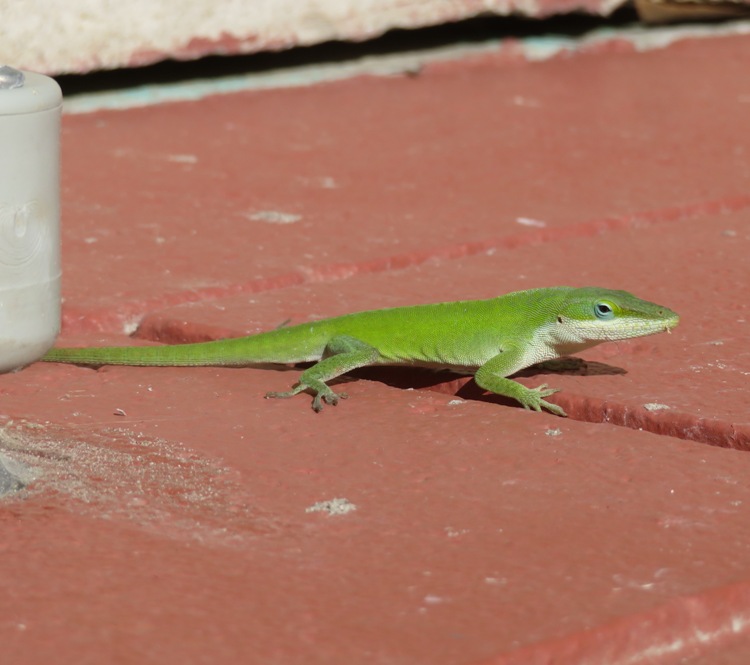 Green anole