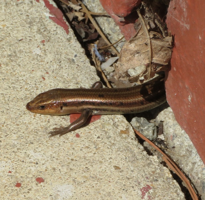 Five lined skink