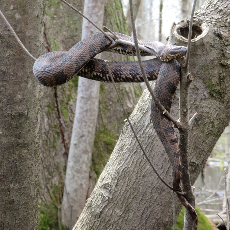 Brown water snake