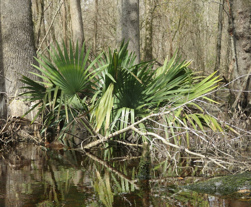 Palm plants