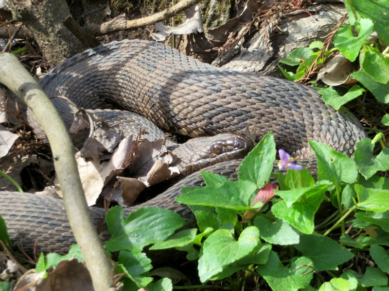 Close-up of water snake