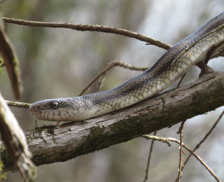 Ratsnake