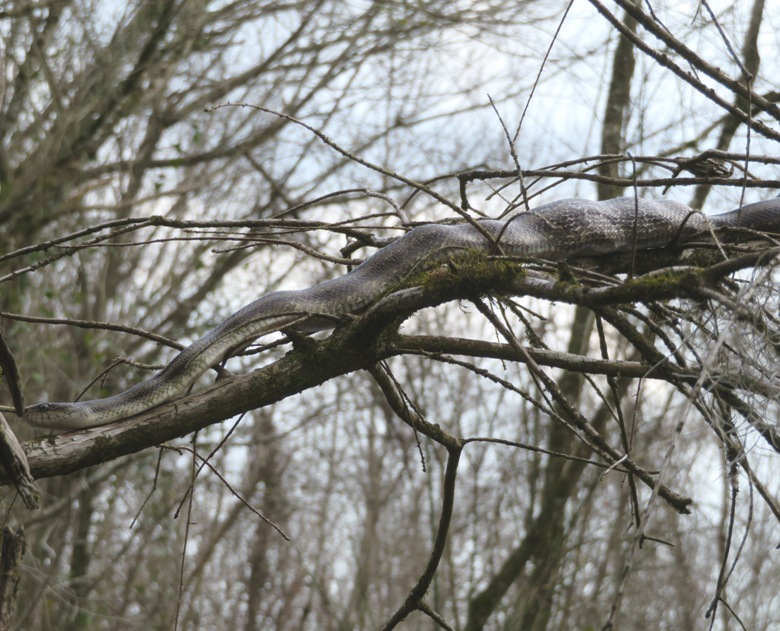 Ratsnake with bulge in its mid-section