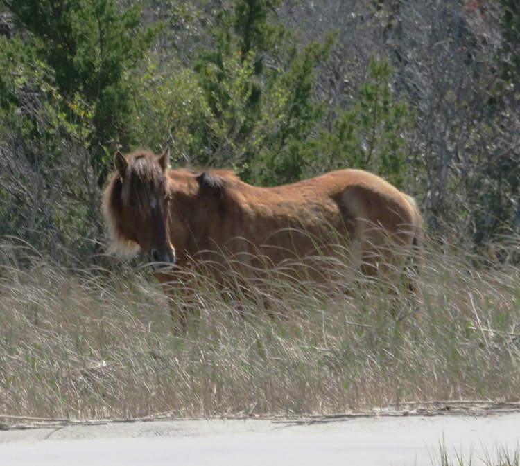 Wild horse