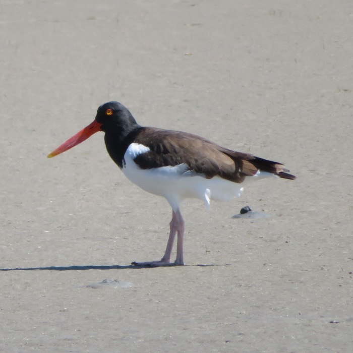 Oystercatcher bird