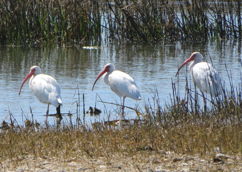 Three white ibises