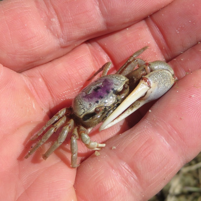 Sand fiddler crabs