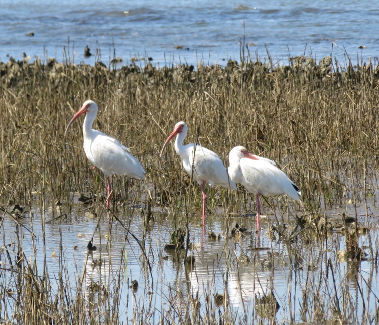 Three white ibises, possibly the same from a different view