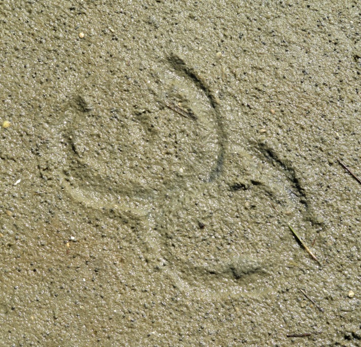 Two horse footprints with shoes