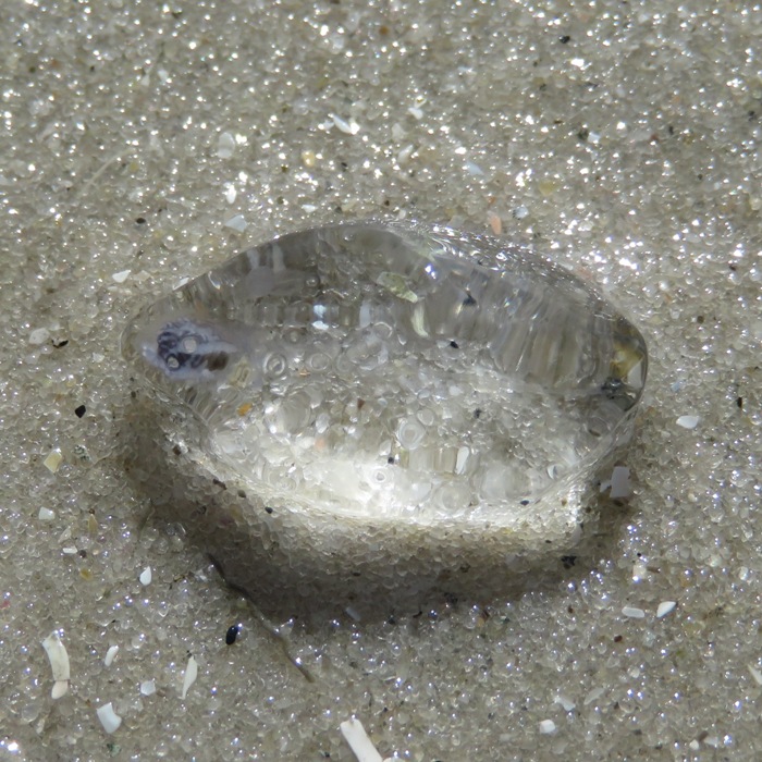 Single salp