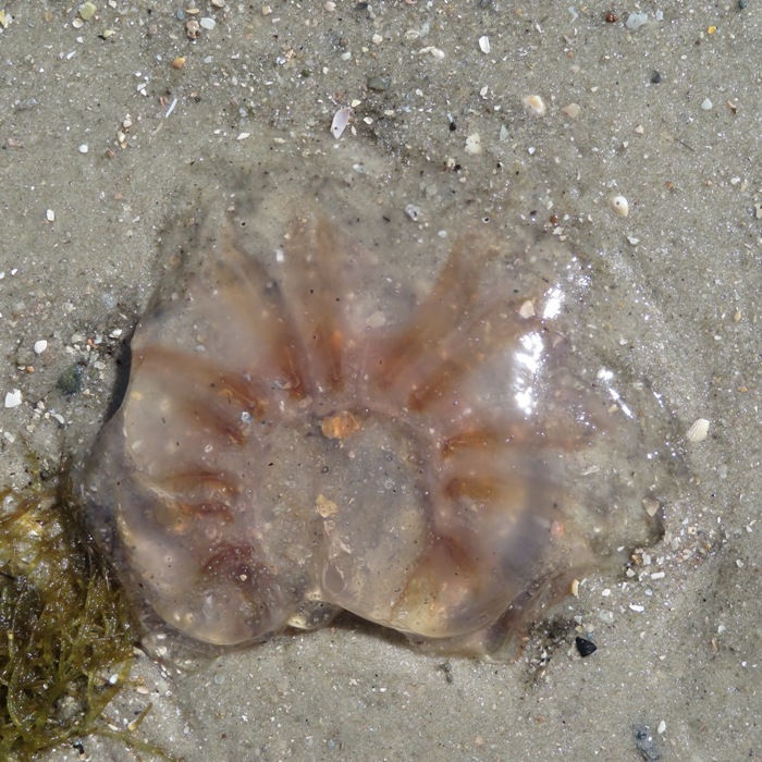 Jellyfish with a starburst pattern