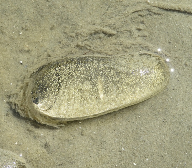 Haminoea solitaria, a bubble-shelled sea slug