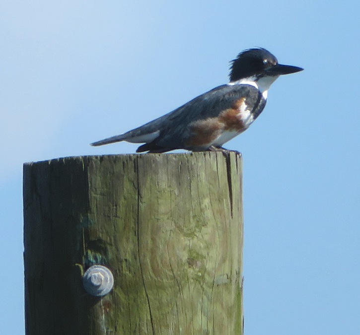 Kingfisher
