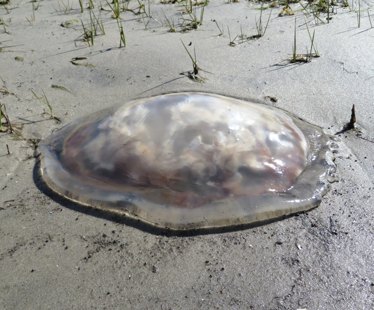 Jellyfish on shore