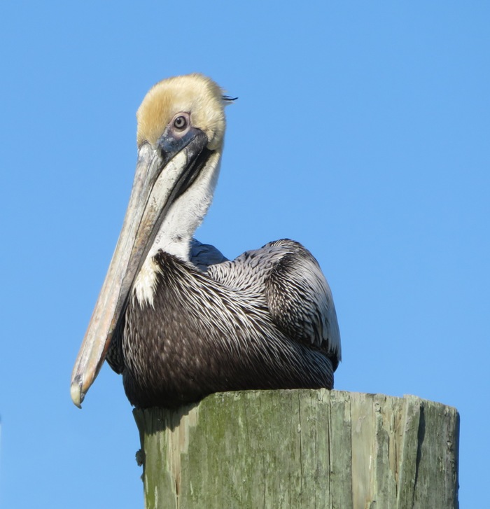 Brown pelican