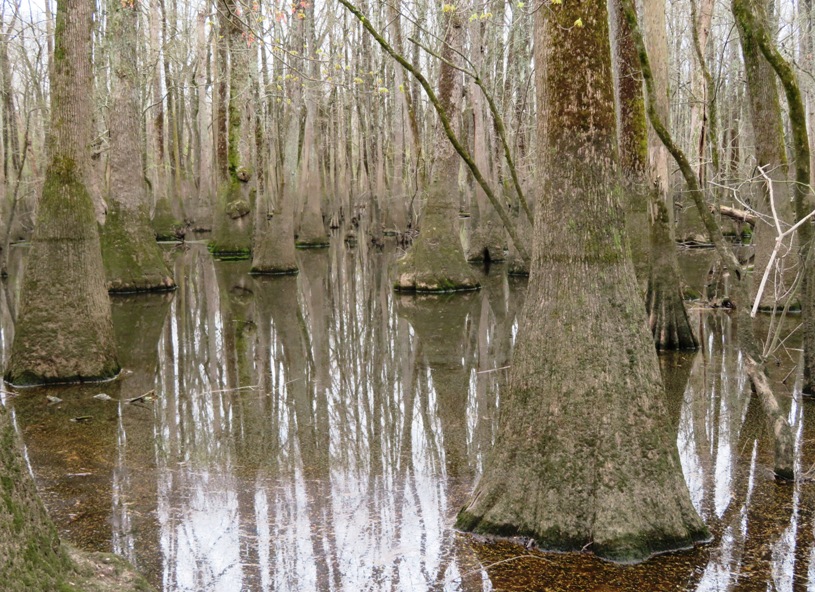 Water tupelo trees