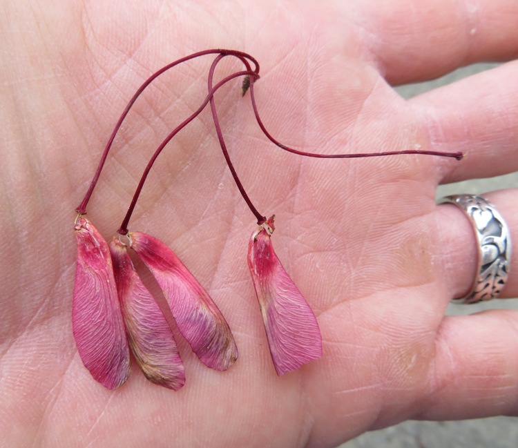Red maple seeds