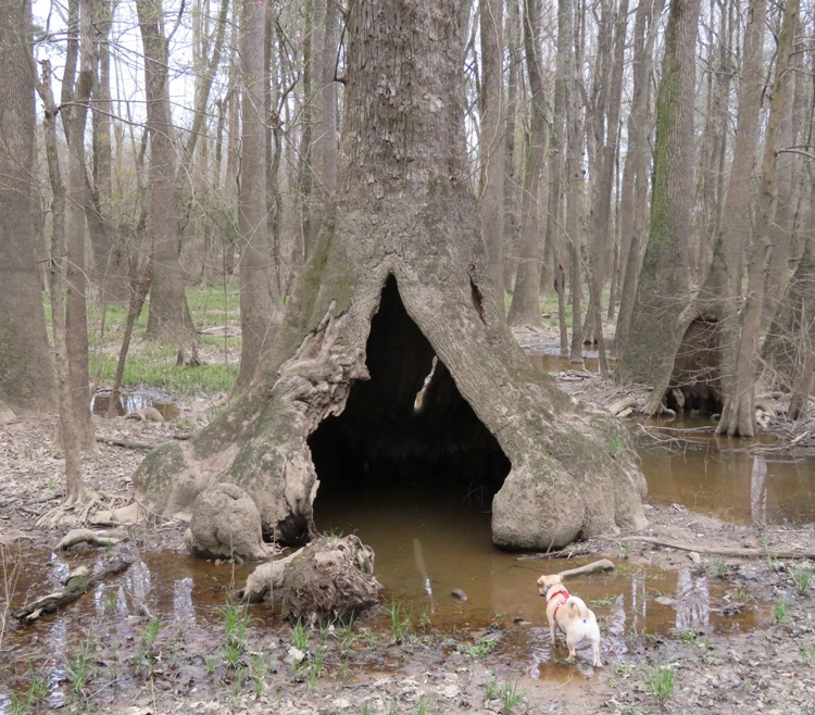Daphne looking at flooded hollow tree
