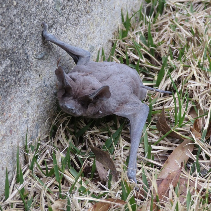 Bat on ground