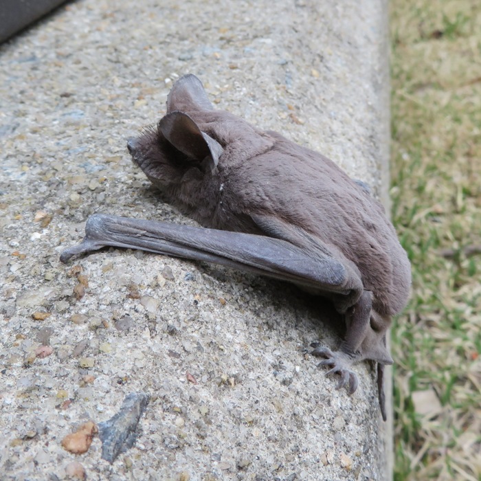 Bat trying to climb up foundation