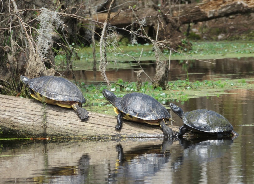 Eastern painted turtles on log