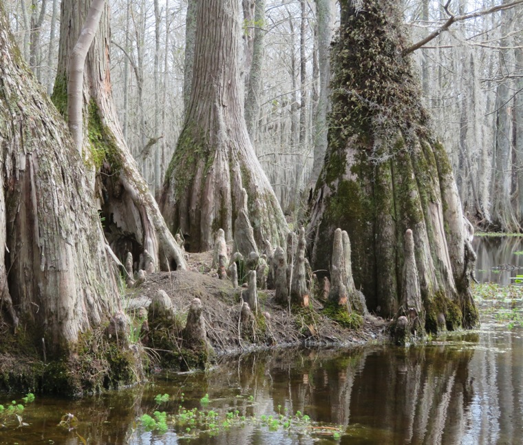 Cypress knees
