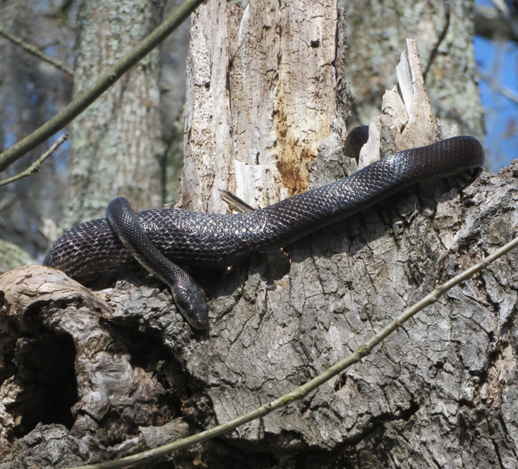 Black snake in tree