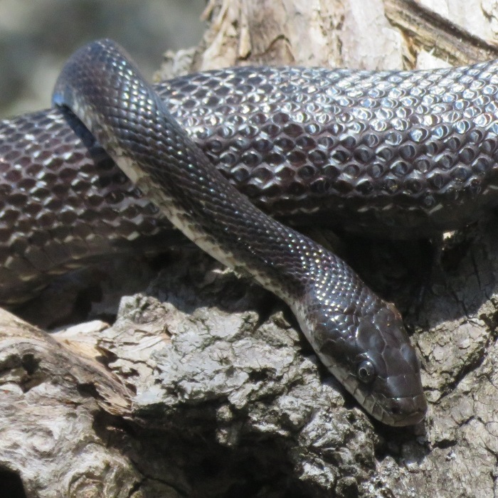 Close-up of black snake