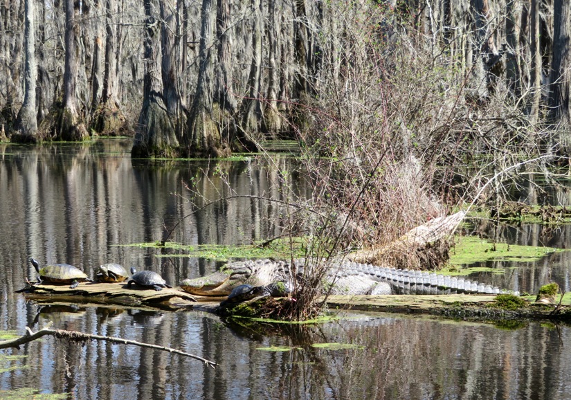 Alligator and turtles