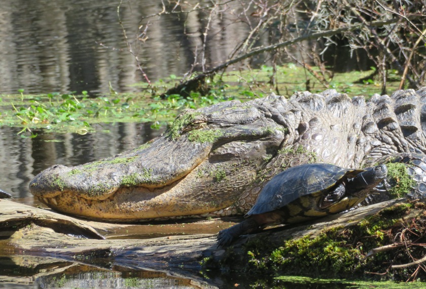 Alligator head and turtle