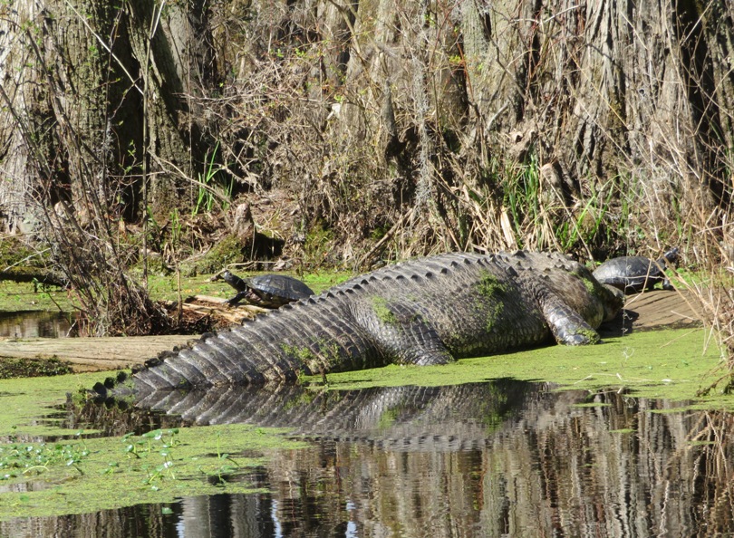 Rear view of alligator