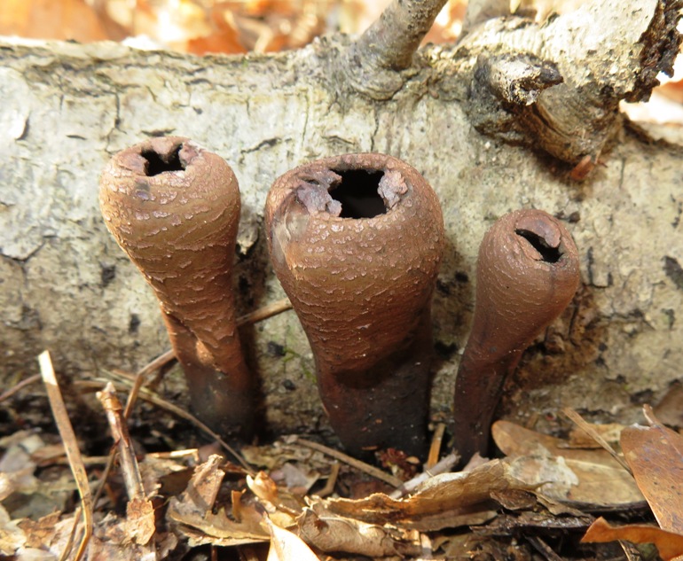 Three tubular bulbous things