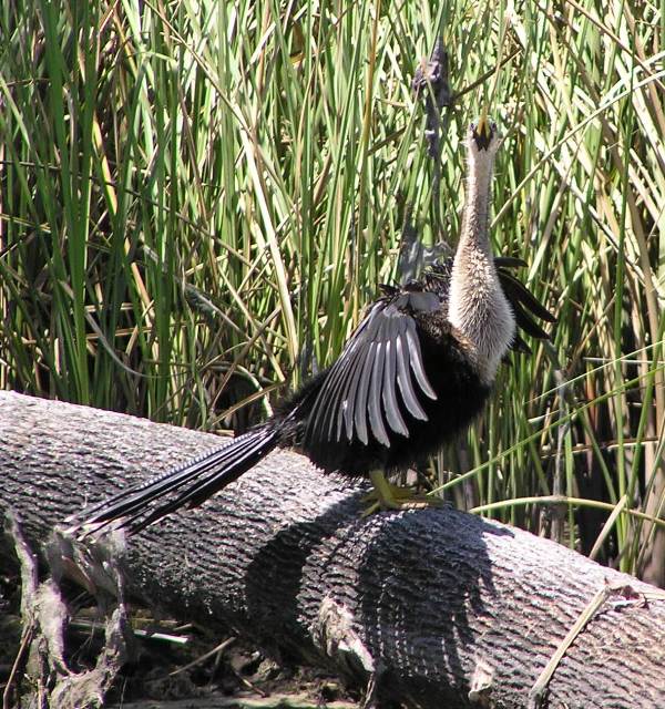 Black bird with white neck
