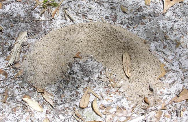 Looking down on ant hill