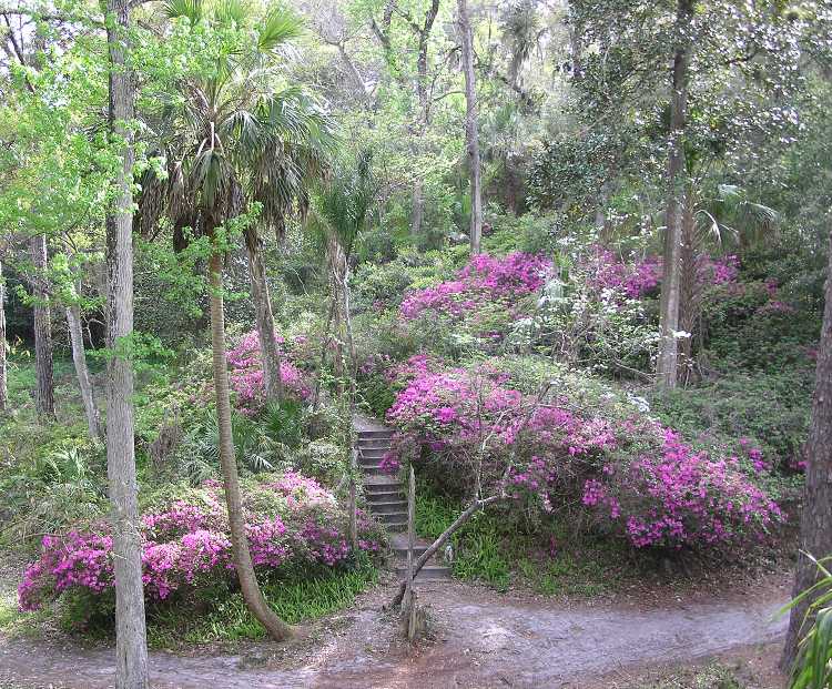 Azelea flowers and stairs