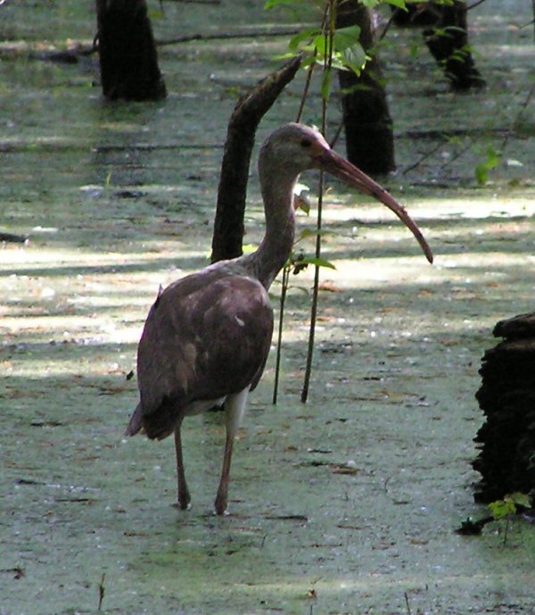 Tall, dark bird with curved beak standing in water