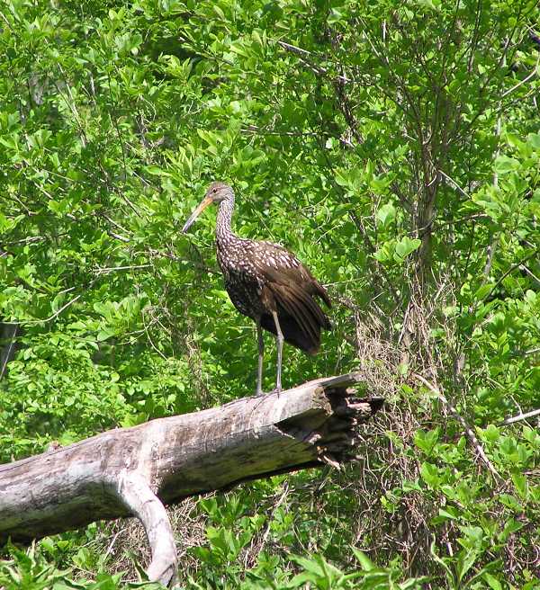 Limpkin standing on log