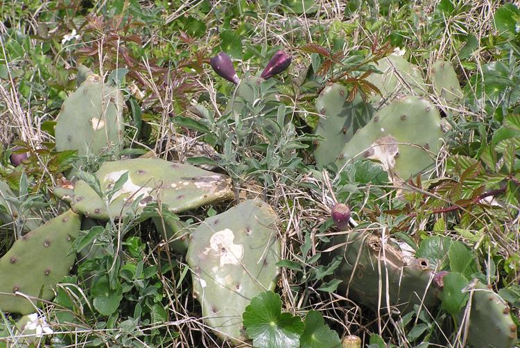 Prickly pear cactus