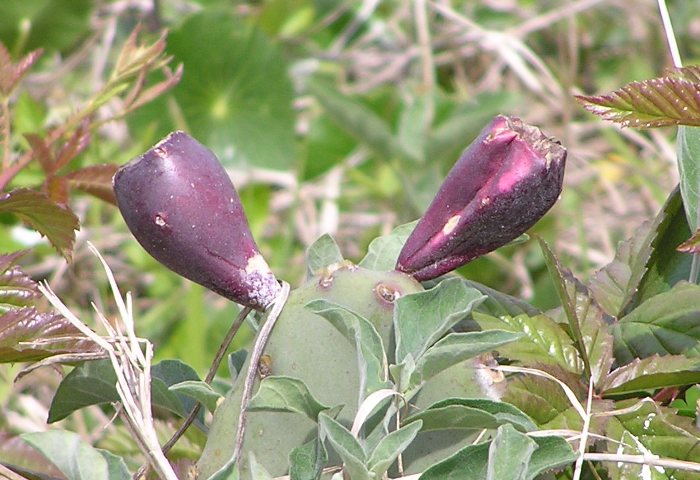 Close-up of the fruit on the cactus