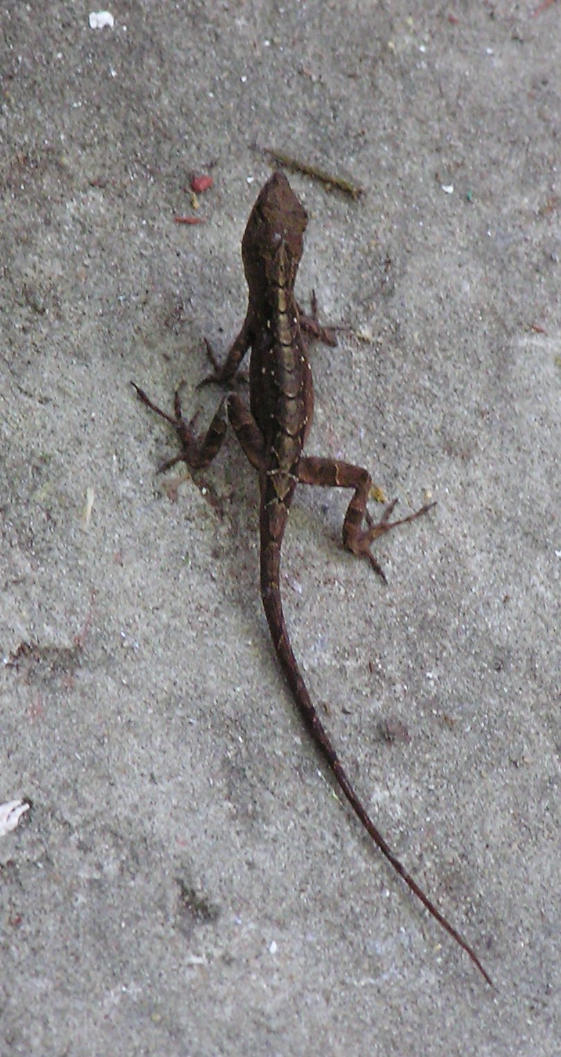 Lizard