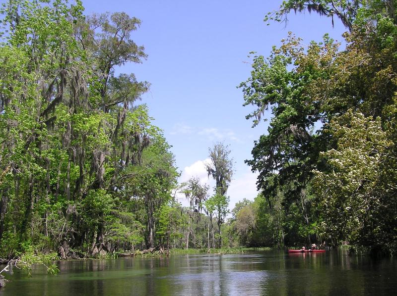 Tall trees and kayak