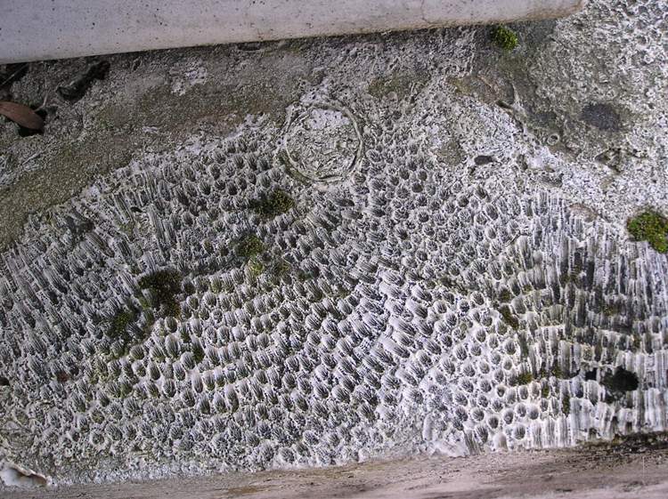 Close-up of coquina