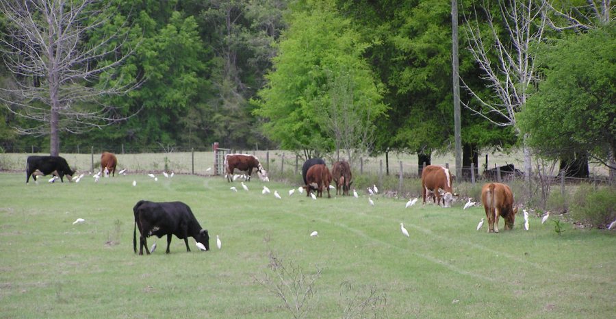Lots of egrets and a few cows