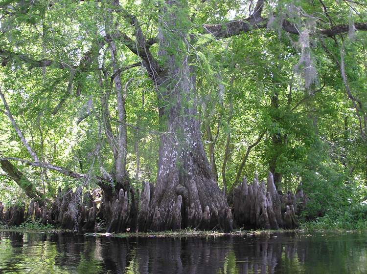 Cypress tree with knees