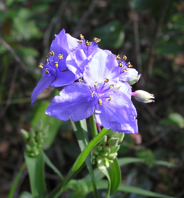 Blue flowers with three petals each