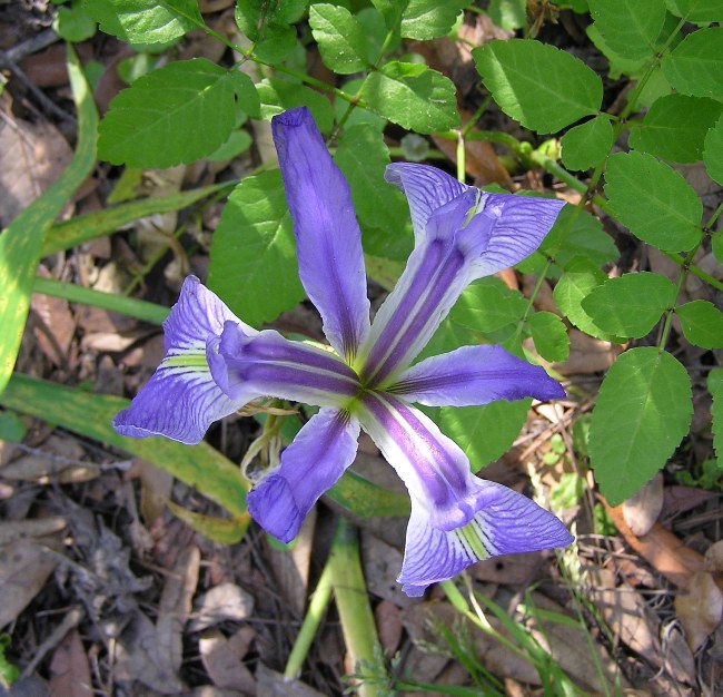 Blue flower with many petals