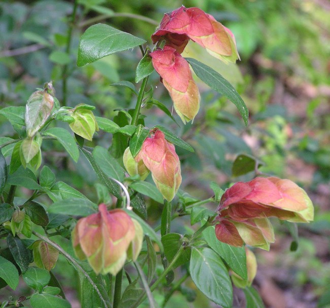 Strange-looking red flowers