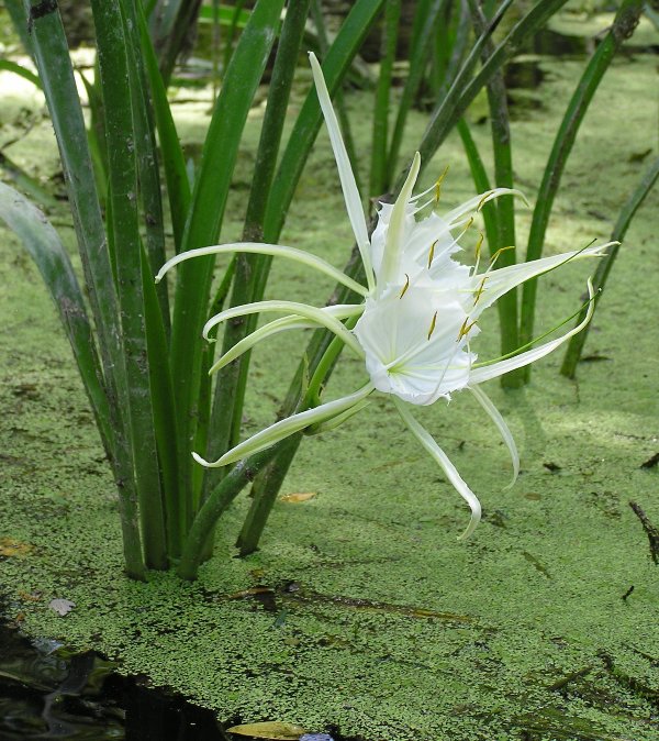 White flower