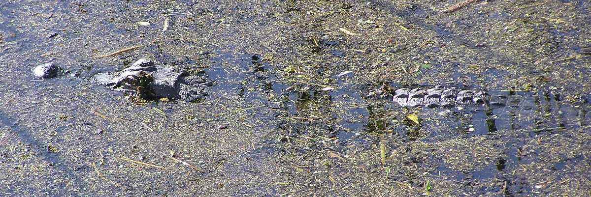 Alligator in the water
