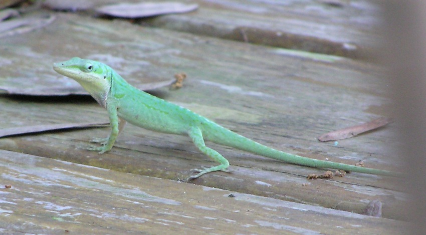 Green lizard on deck